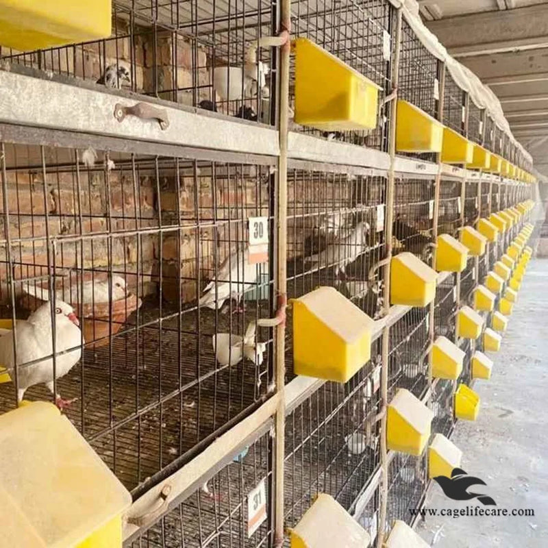 Two Hole Feeder – Designed for Feeding Pigeons & Hens