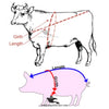 Weight Measuring Tape For Livestock Body Weight