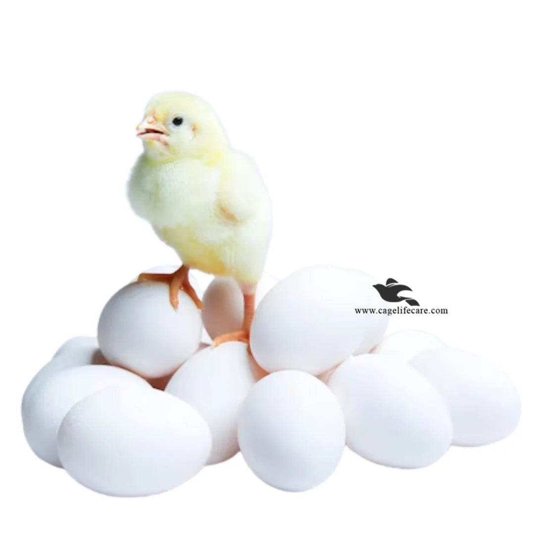 White Dummy Eggs for Hens, Chickens & Ground Birds