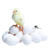 White Dummy Eggs for Hens, Chickens and Ground Birds