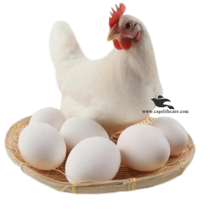 White Dummy Eggs for Hens, Chickens and Ground Birds