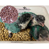 Wood Bedding Pellets – Premium Comfort & Hygiene for Chicks