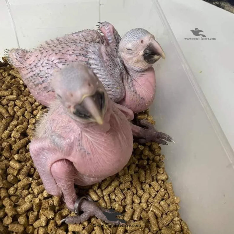 Bedding Pellets for Birds, Pets & Poultry - Dust-Free Wood Bedding Pellets