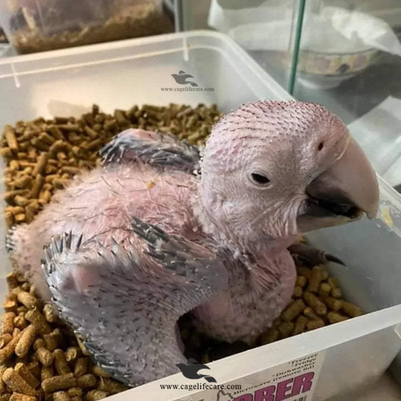 Bedding Pellets for Birds, Pets & Poultry - Dust-Free Wood Bedding Pellets