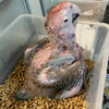 Bedding Pellets for Birds, Pets & Poultry - Dust-Free Wood Bedding Pellets