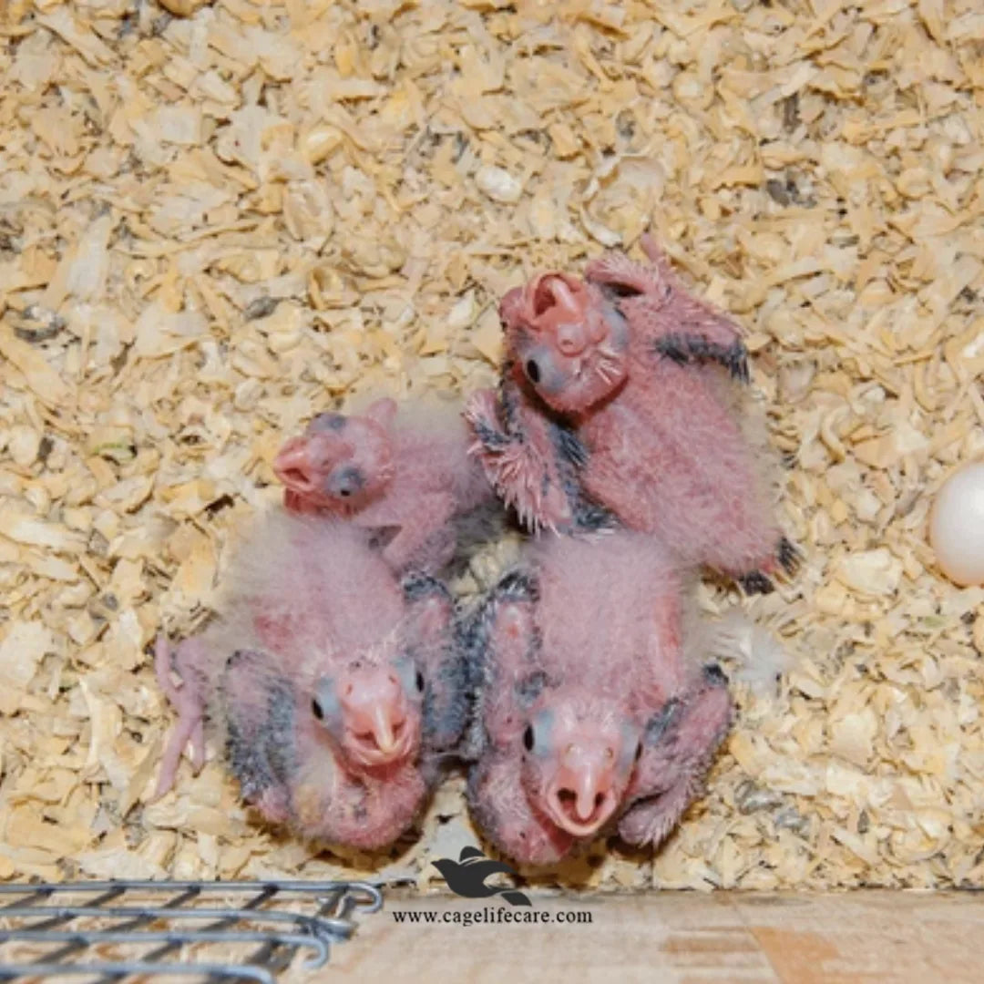 Wood Shaving for Birds Nesting & Pet Bedding – Natural, Dust-Free & Soft