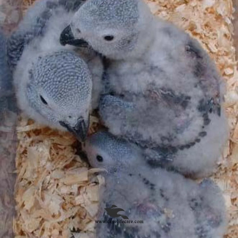 Wood Shaving for Birds Nesting & Pet Bedding