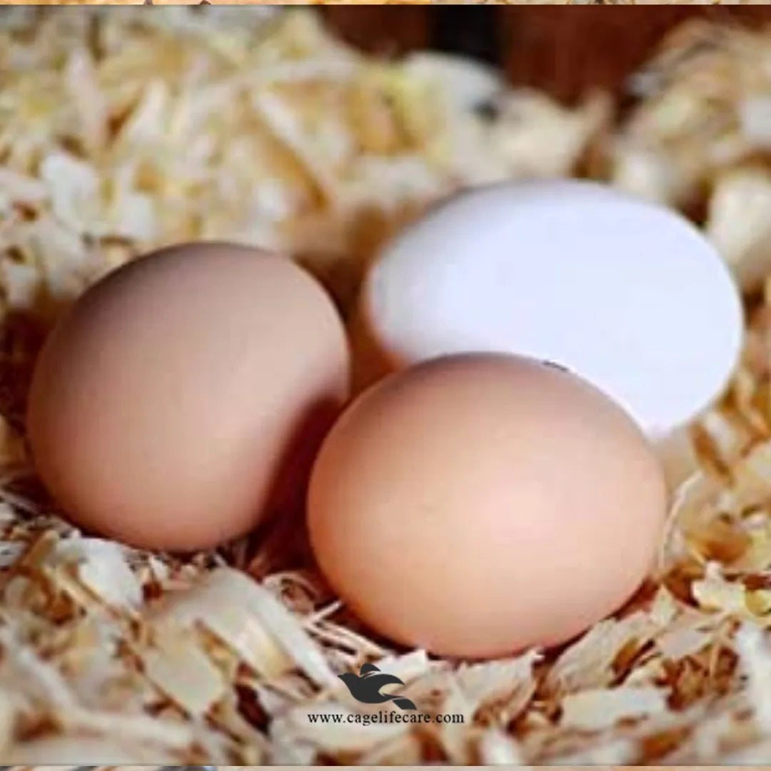 Wood Shaving for Birds Nesting & Pet Bedding – Natural, Dust-Free & Soft
