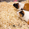 Wood Shaving for Birds Nesting & Pet Bedding
