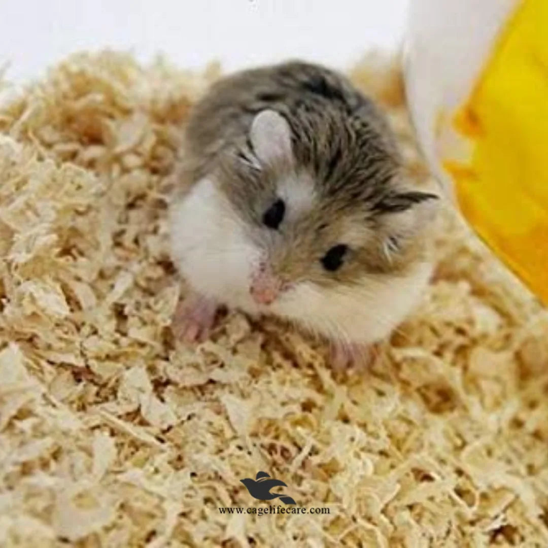 Wood Shaving for Birds Nesting & Pet Bedding – Natural, Dust-Free & Soft
