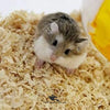 Wood Shaving for Birds Nesting & Pet Bedding