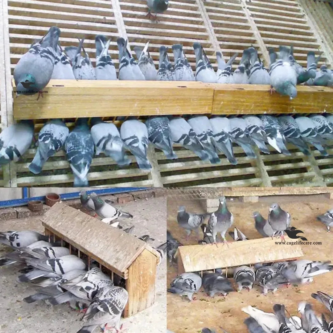 Wooden Feeding Tray for Pigeons, Ground Birds & Poultry