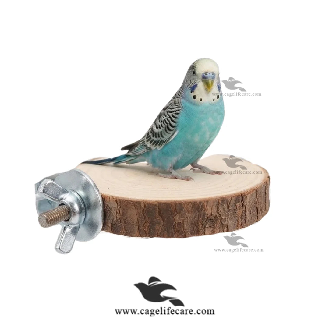 Wooden bird perch platform for budgies cockatiels and parrots