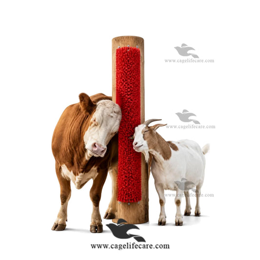 Wall mounted goat grooming brush for livestock farms