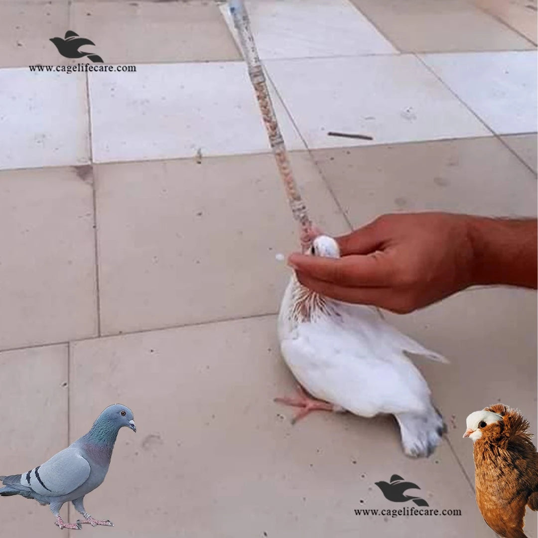 Pigeon Feeding Pump – Essential Tool for Precise Feeding & Medication