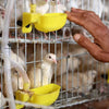 External Automatic Water Cup for Quail and Small Ground Birds