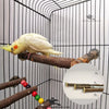 Wing Nut Perch – Natural Tree Branches Sticks for Birds